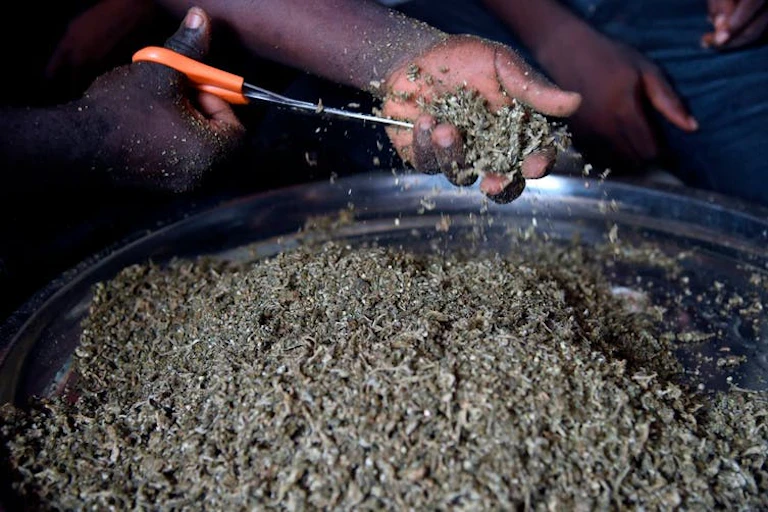Man holding scissor to cut marijuana.