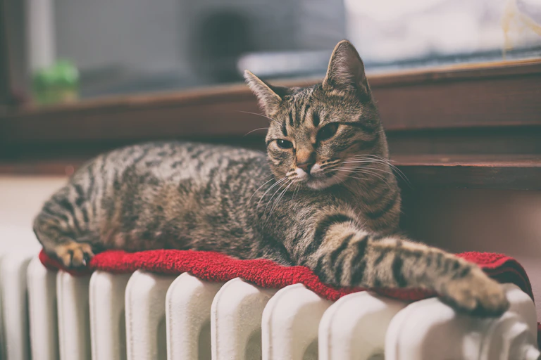 A tabby cat lies on top of a radiator.