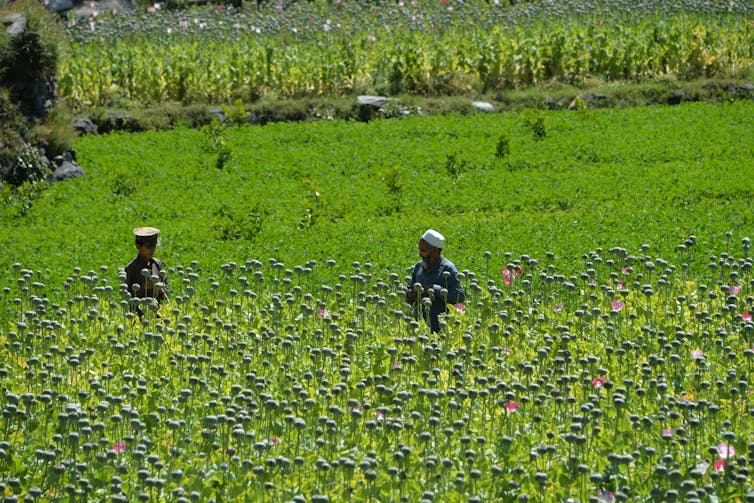 Two men in a very green field.