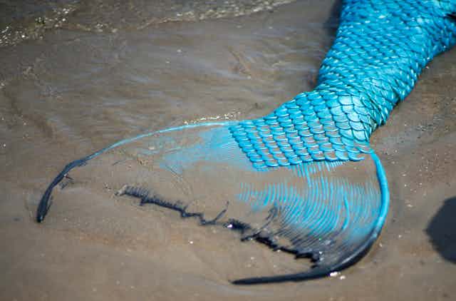 Mermaids aren't real – but they've fascinated people around the