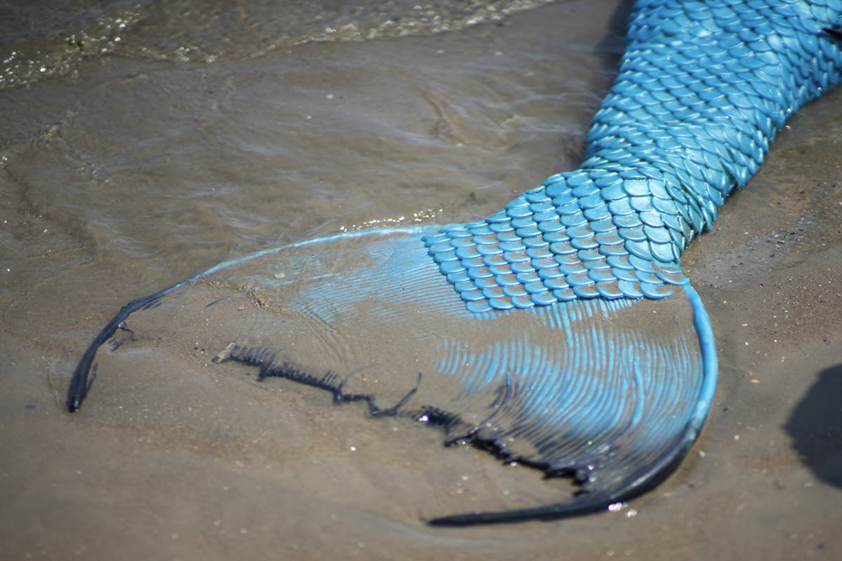 Mermaids aren't real – but they've fascinated people around the ...