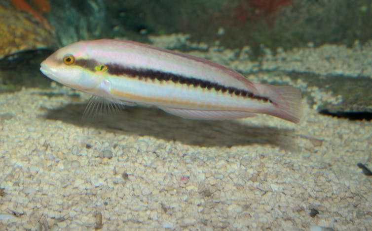 Slippery Dick Wrasse is a common predator of shrimps.