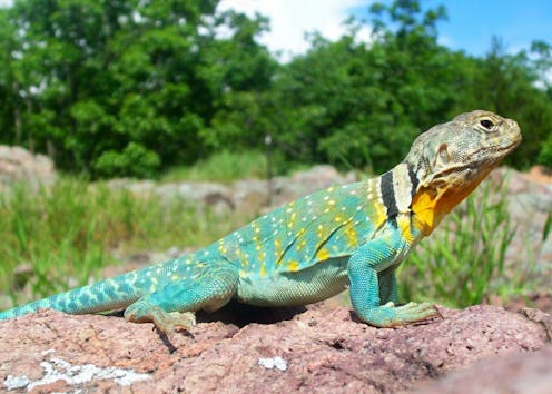 El calentamiento global continua de manera acelerada y sin precedentes. La temperaturas están cambiando tan rápido que muchas especies tienen dificultades para adaptarse, y aquellas que no lo consiguen se extinguen.