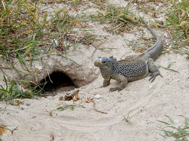 An iguana stands next to a burrow in the sand.