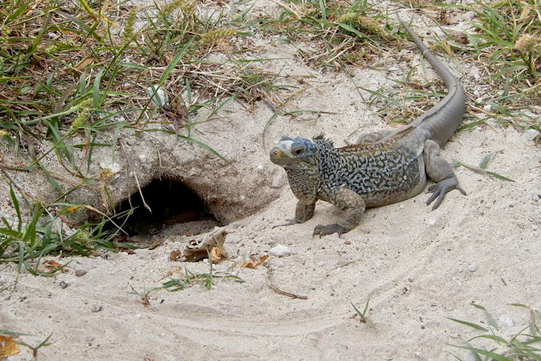 An iguana stands next to a burrow in the sand.
