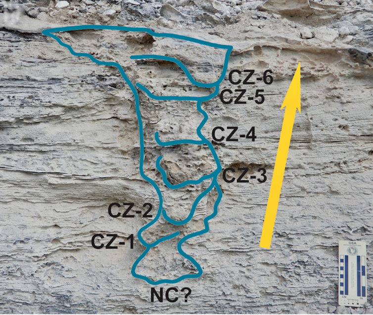 We discovered a 115,000-year-old iguana nest fossil in the Bahamas