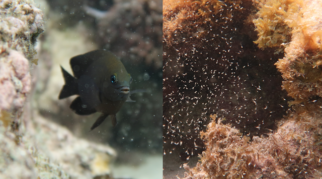 Longfin damselfish (left) have domesticated mysid shrimps (right).