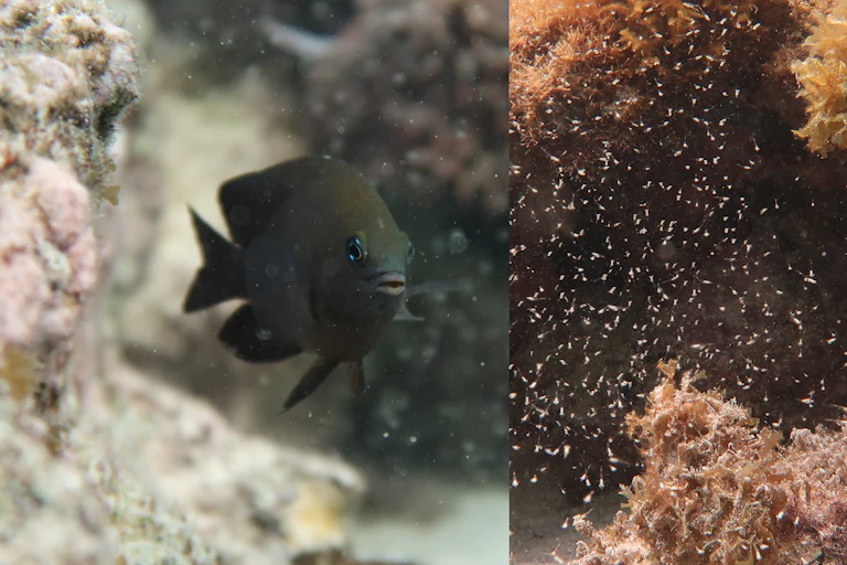 Longfin damselfish (left) have domesticated mysid shrimps (right).