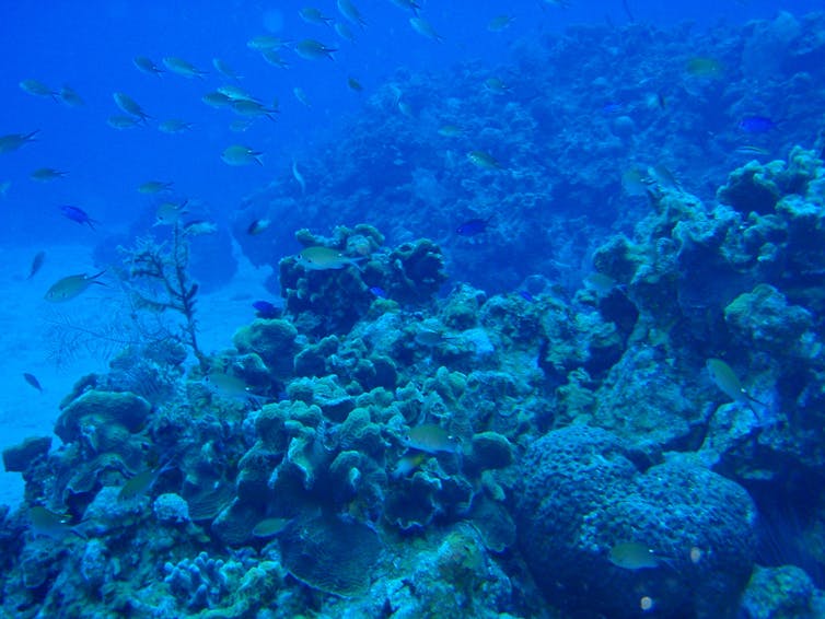 Reef in Belize