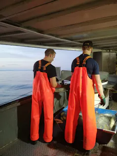 Two men in bright orange overalls pull fish from a haul