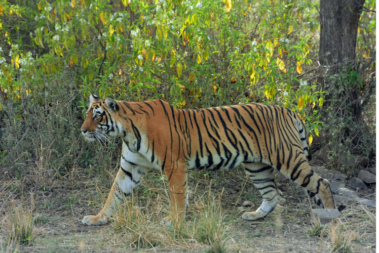Harimau berjalan di antara dedaunan.