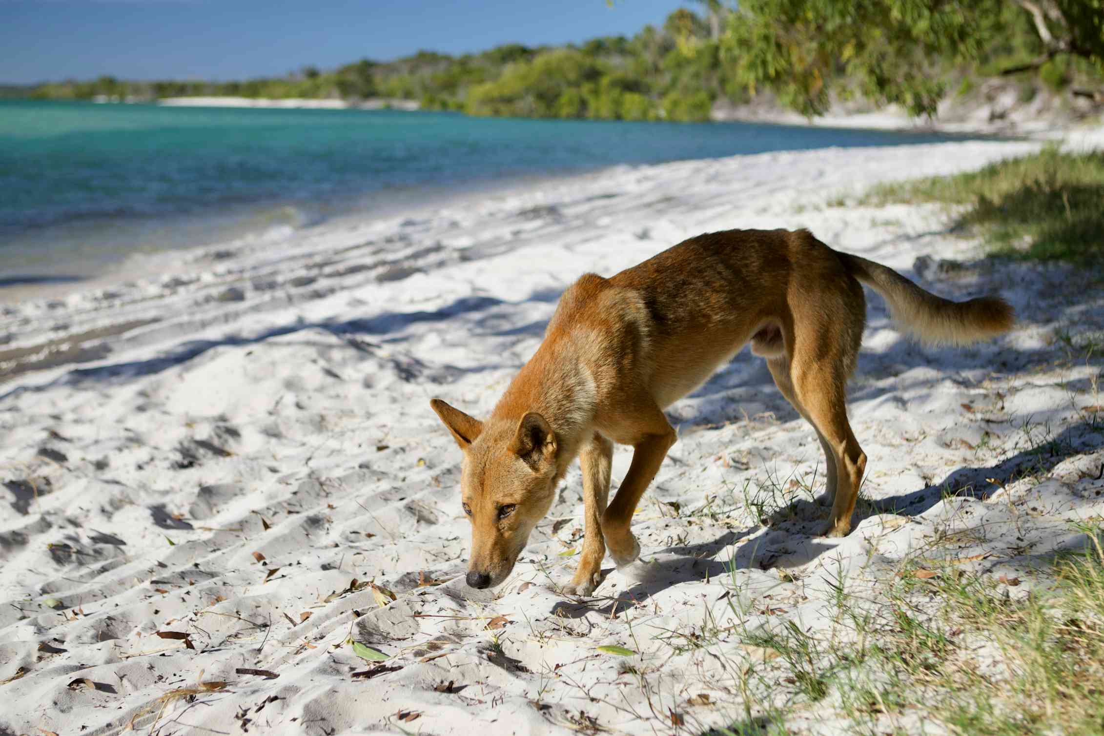 Дикая собака динго новый год. Австралийский Динго. Динго в Австралии. Остров Фрейзер собаки Динго. Дикая собака Динго.
