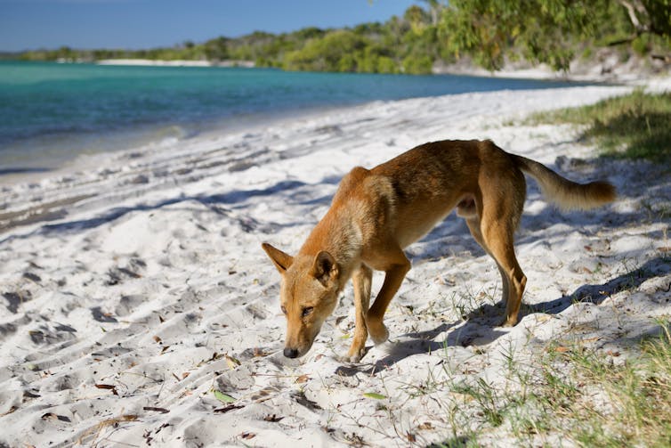 A dingo on the beach