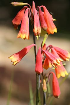 Christmas bells