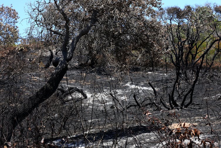 Burnt blackened bushland