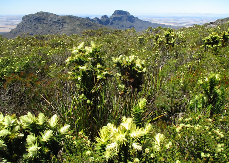 Threatened Giant andersonia (_Andersonia axilliflora_) in Sterling Range WA