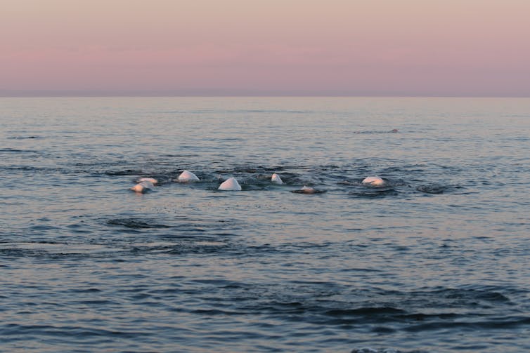 Backs of belugas beneath a rosy sky