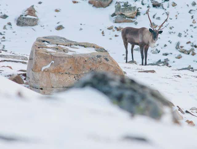 A caribou stands in the snow.