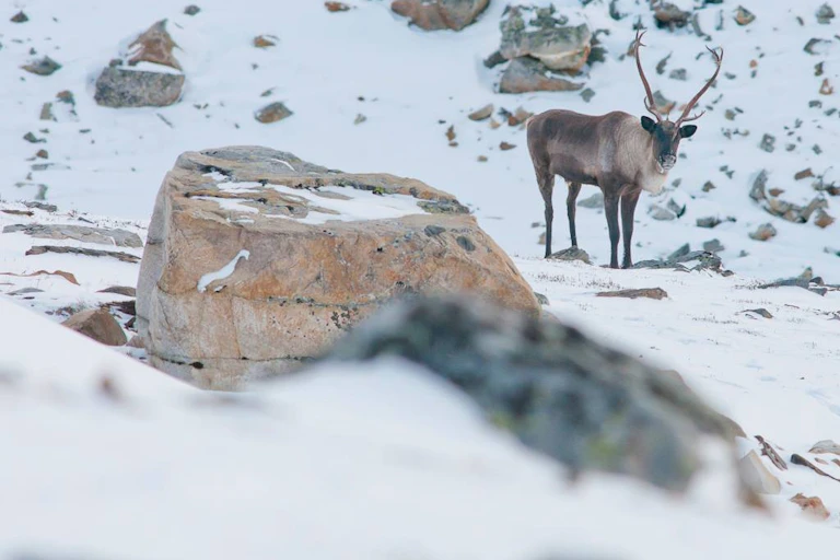 A caribou stands in the snow.