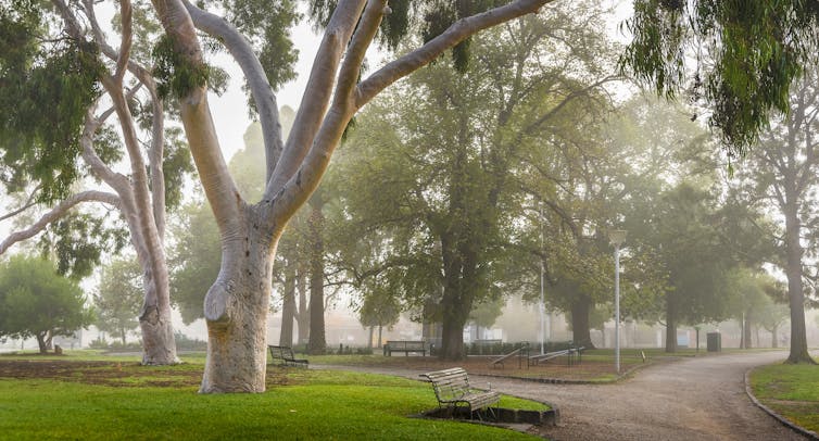 foggy morning in a Melbourne park