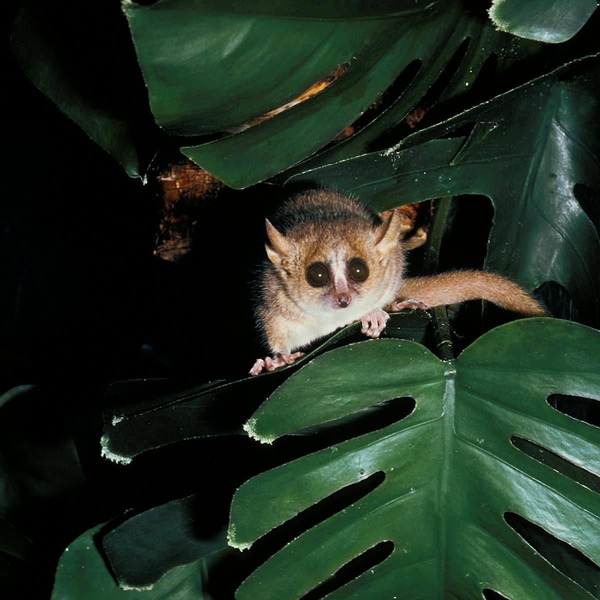 Hibernating Lemurs May Be The Key To Cryogenic Sleep For Human Space Travel Hibernating Lemurs May Be The Key To Cryogenic Sleep For Human Space Travel