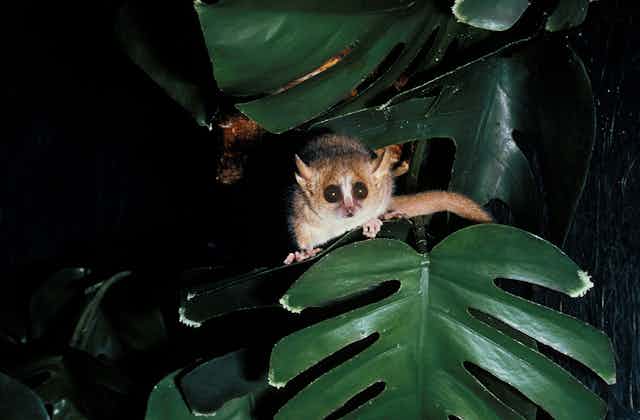 A lemur peeks from behind a leaf that resembles a monstera.