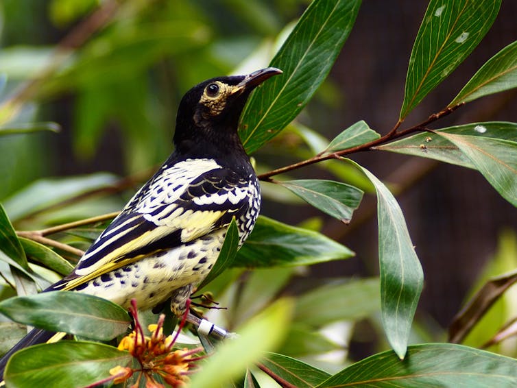 Regent honeyeater