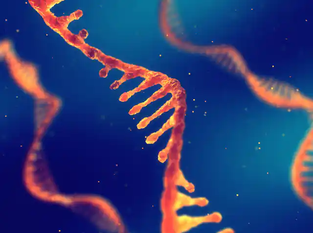 Single-stranded RNA molecules