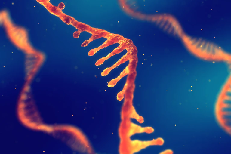 Single-stranded RNA molecules