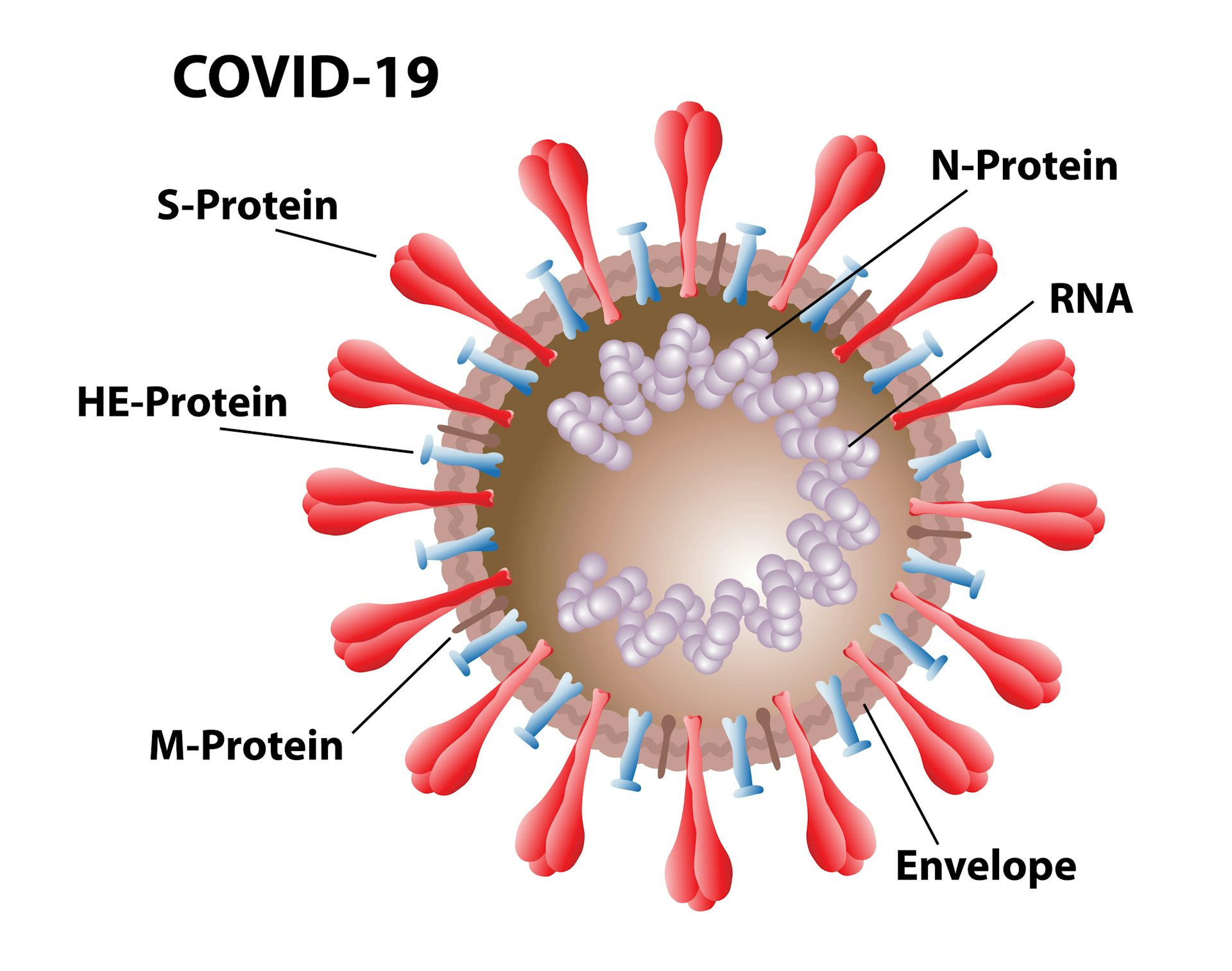 covid spike protein