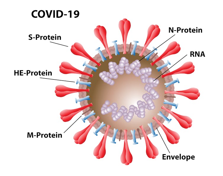 Covid Vaccines Focus On The Spike Protein But Heres Another Target