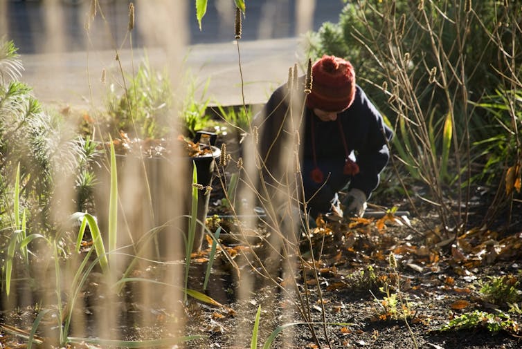 A gardener caring for a garden in winter.