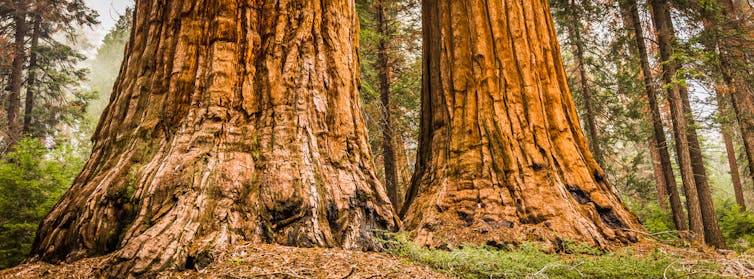 Dos grandes troncos de árbol en un bosque