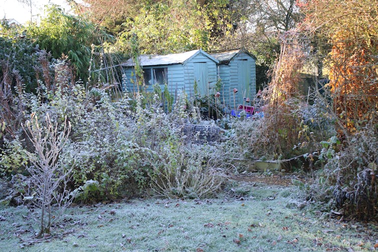 Two sheds in a frosty sunlit allotment garden.