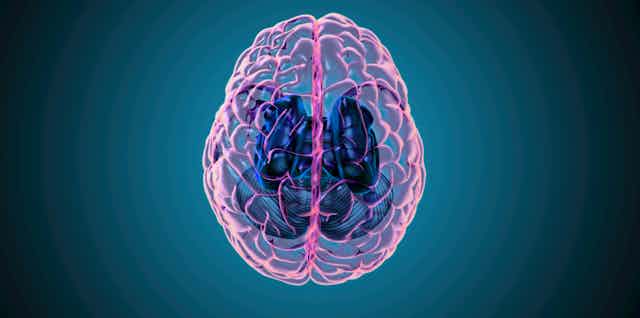 3D rendering illustration human brain with left and right cerebral top view transparent surface isolated on deep blue background included with clipping path