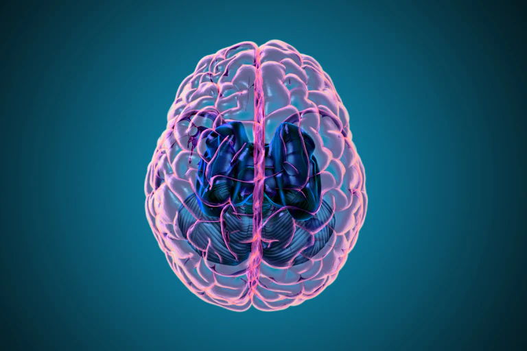 3D rendering illustration human brain with left and right cerebral top view transparent surface isolated on deep blue background included with clipping path