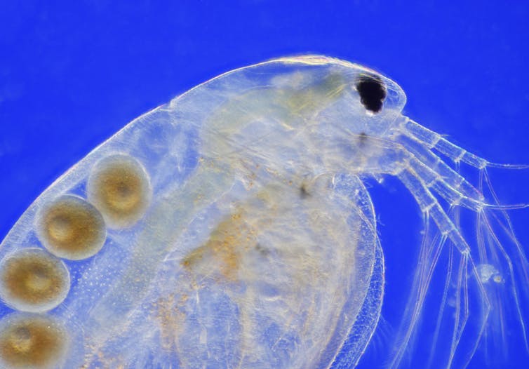 A microscopic view of a translucent water flea show four round eggs inside.