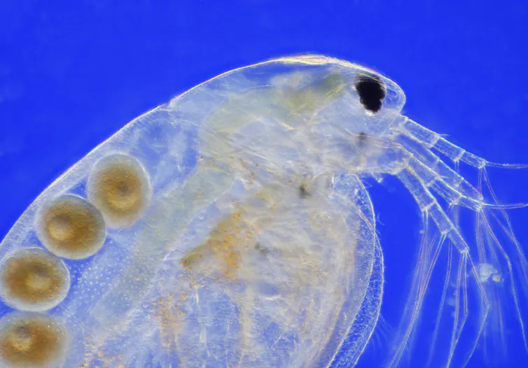 A microscopic view of a translucent water flea show four round eggs inside.