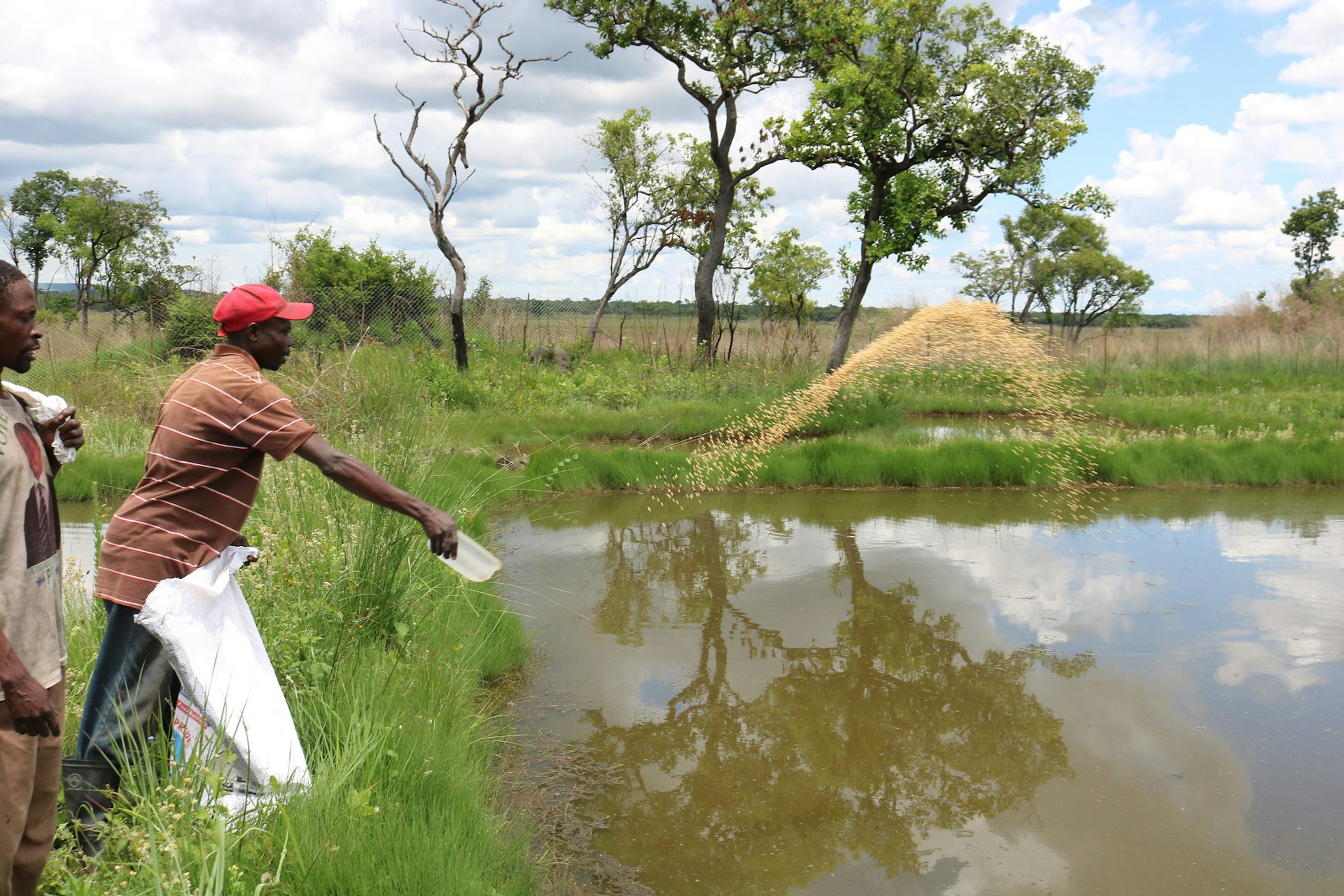 feeding fish in farm pond