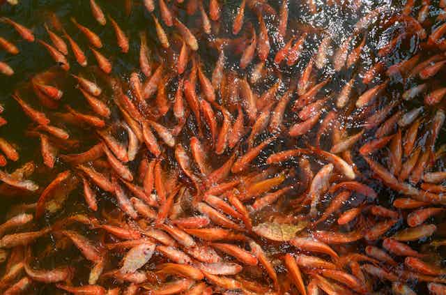 Tank full of red tilapia fish