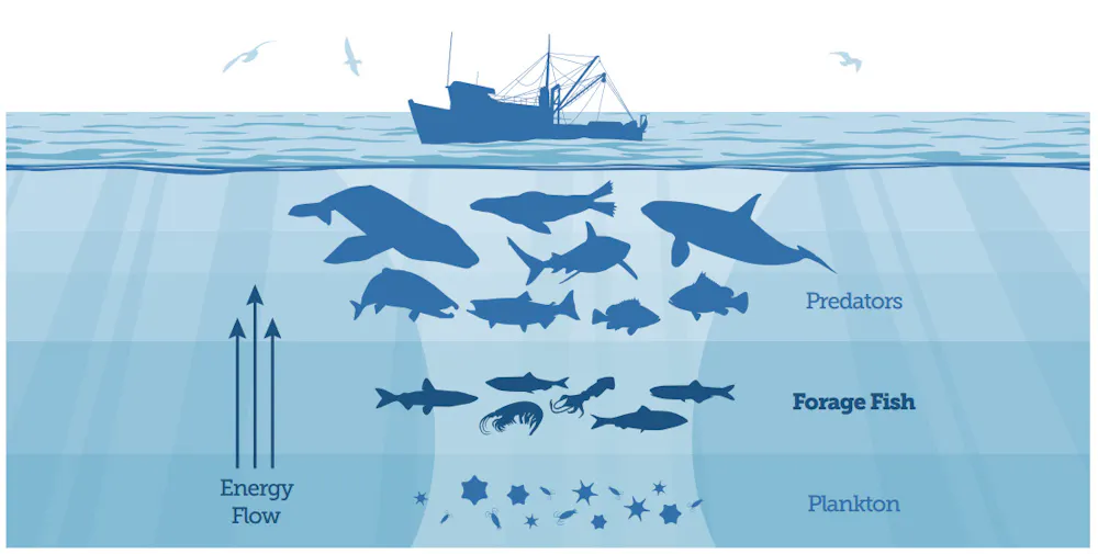 Food Chain Project Fish Taking Fish Out Of Fish Feed Can Make Aquaculture A More Sustainable ...