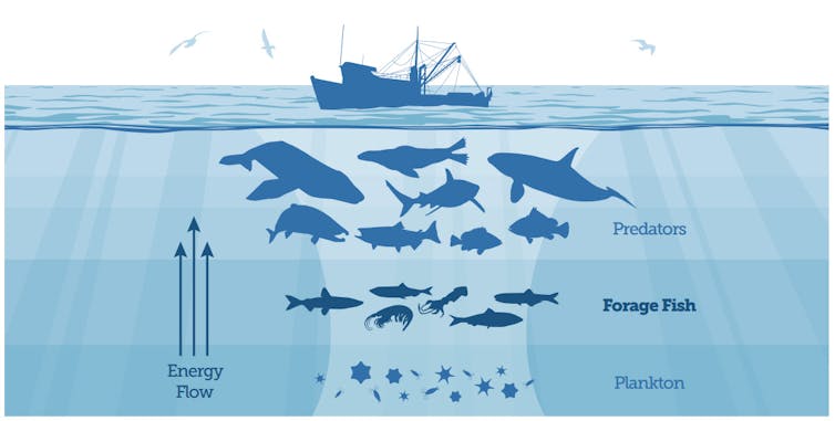 Infographic of marine food chain