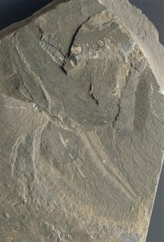 rock fossil with outline of a worm creature
