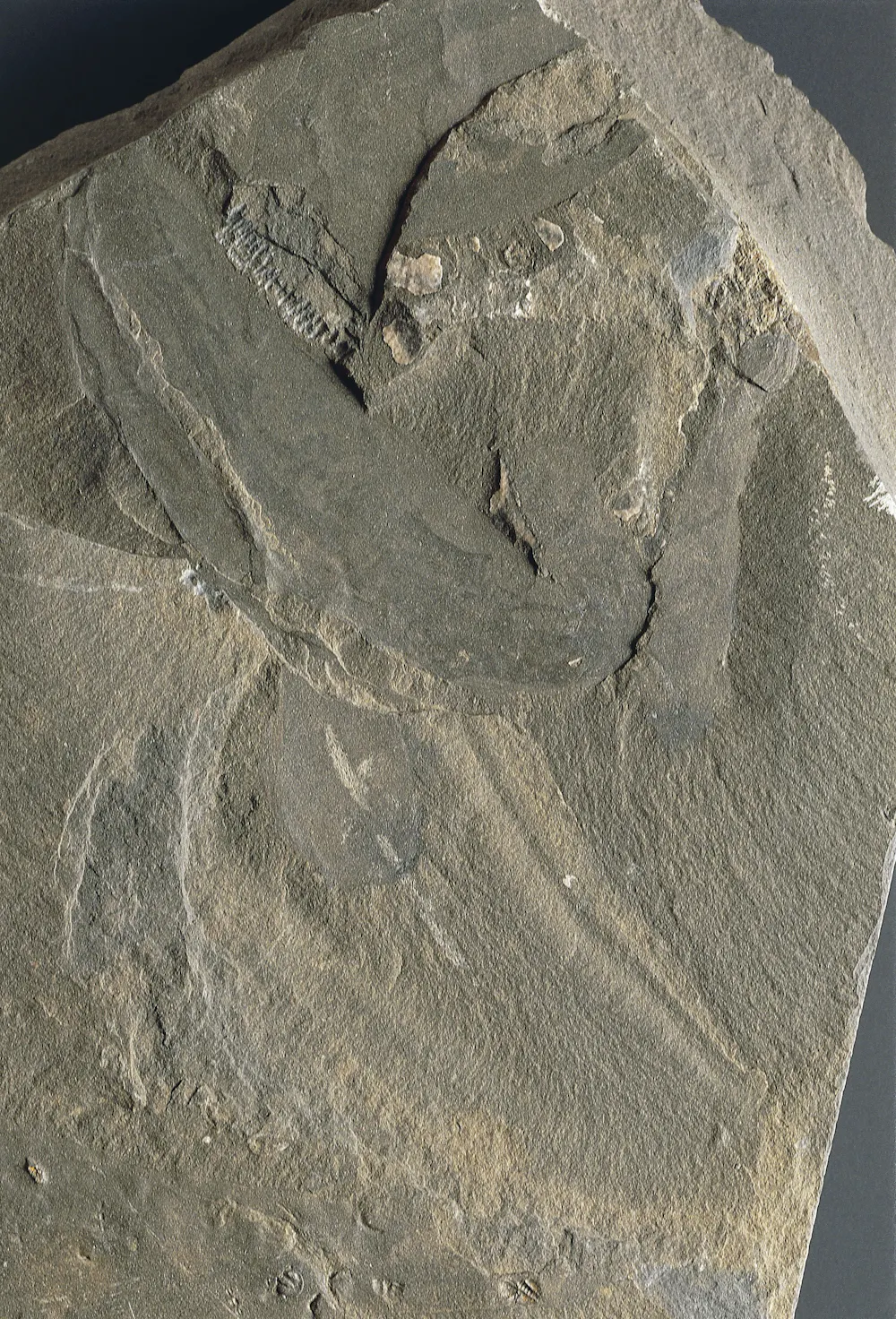 Priapulids Extinct Why do scientists care about worms?