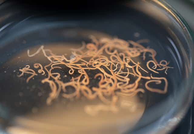 parasitic roundworms in a Petri dish