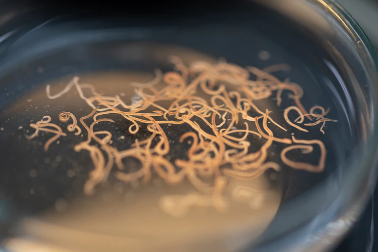 parasitic roundworms in a Petri dish