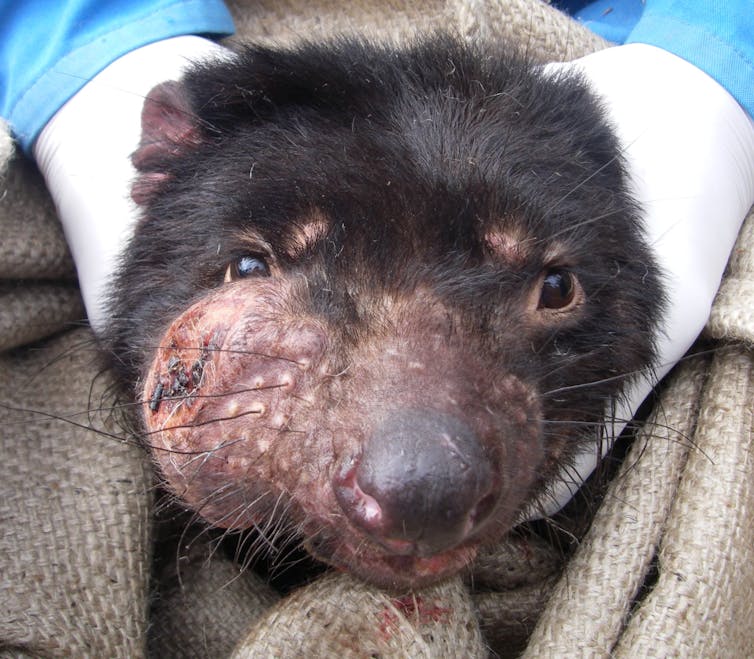 Tasmanian devil with facial tumour