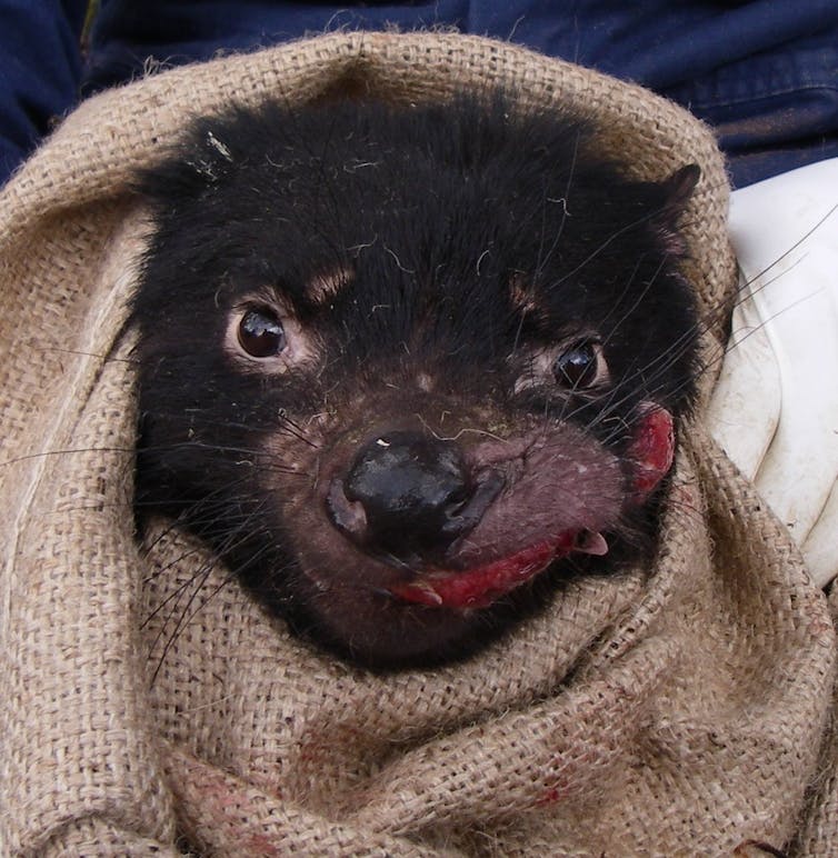 Baby Tasmanian devil