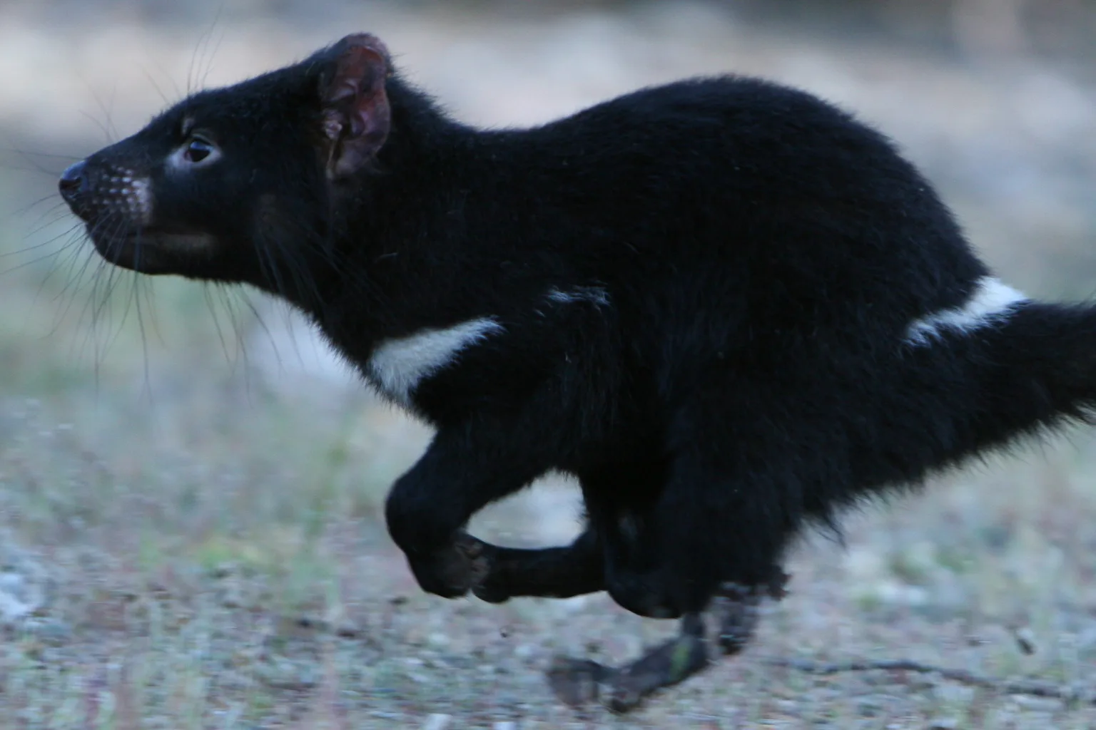 Tasmanian devils look set to conquer their own pandemic