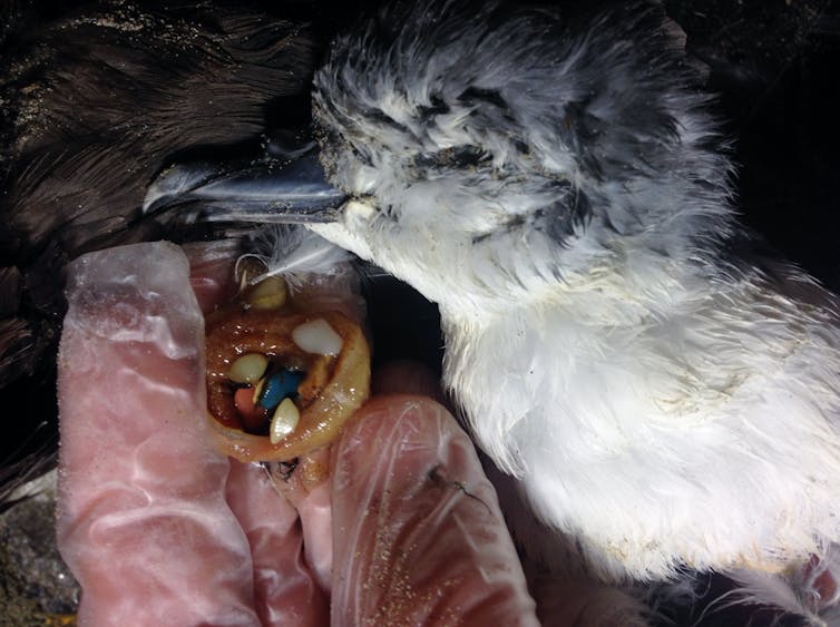 Image of dead bird and gloved hand containing small plastics.